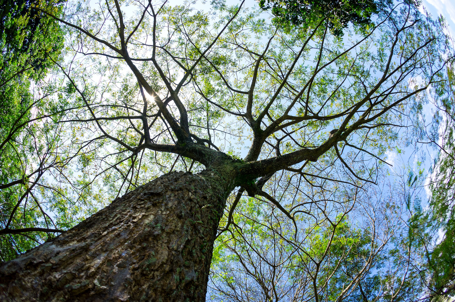 arbre-2017